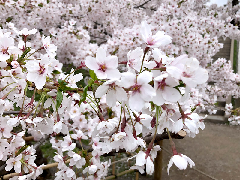 五稜郭公園で令和最初の桜を見に行ってきました。