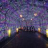 今年も開催！ 洞爺湖 イルミネーショントンネル